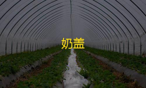 暗区突围物资透视辅助奶盖